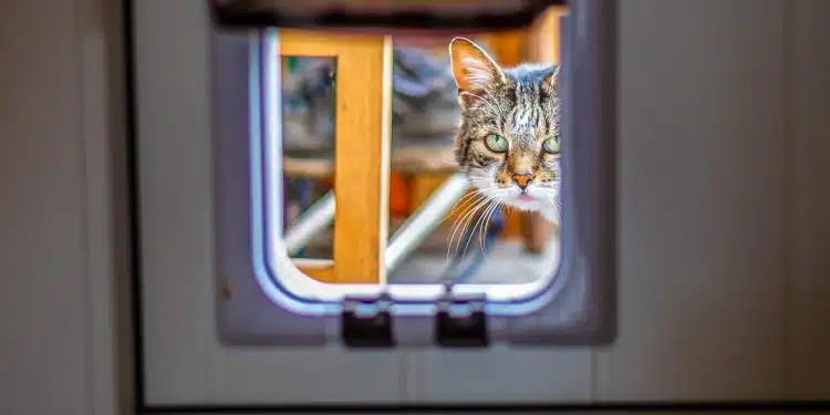 porte de chat idéale