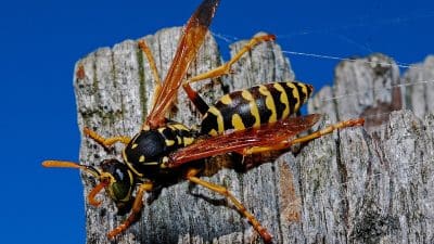 Nid de guêpes à Toulon : l'expert vous vient en aide !