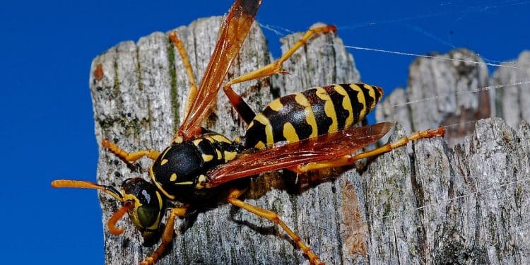 Nid de guêpes à Toulon : l'expert vous vient en aide !