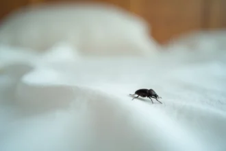 Petite bête noire minuscule vue en gros plan sur un drap de lit blanc en coton, insecte domestique à identifier